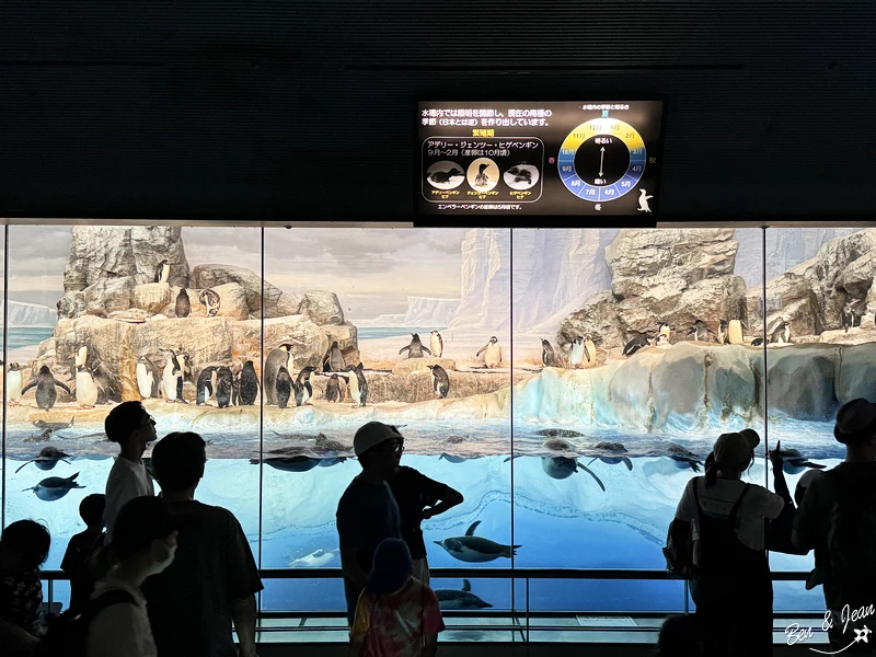 名古屋水族館必看！虎鯨海豚小白鯨表演秀，一日暢遊海洋博物館。