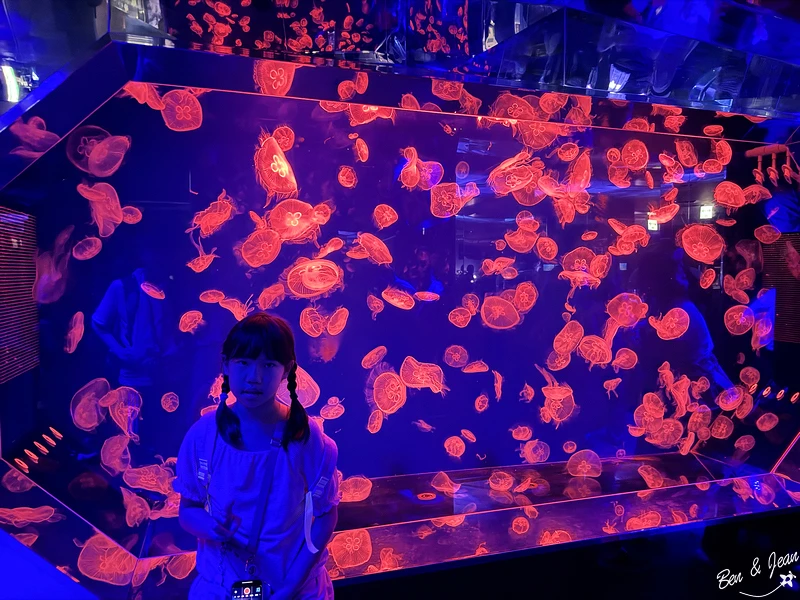 名古屋水族館必看！虎鯨海豚小白鯨表演秀，一日暢遊海洋博物館。