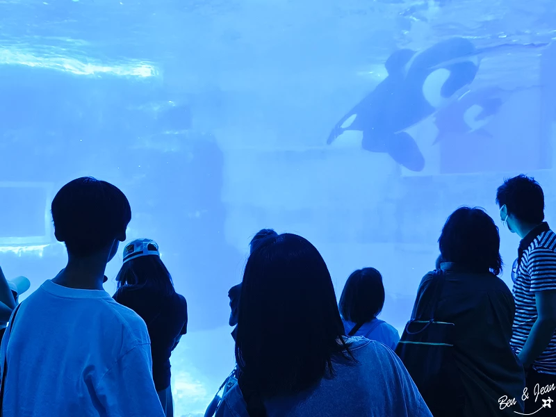 名古屋水族館必看！虎鯨海豚小白鯨表演秀，一日暢遊海洋博物館。