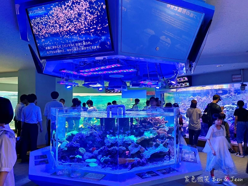 名古屋水族館必看！虎鯨海豚小白鯨表演秀，一日暢遊海洋博物館。