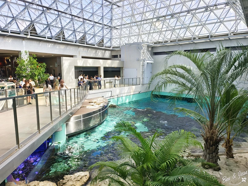 名古屋水族館必看！虎鯨海豚小白鯨表演秀，一日暢遊海洋博物館。