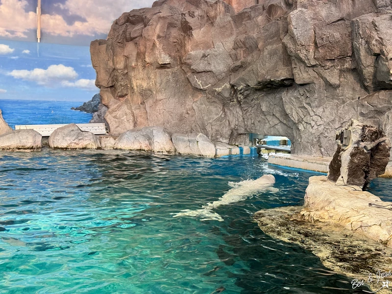 名古屋水族館必看！虎鯨海豚小白鯨表演秀，一日暢遊海洋博物館。