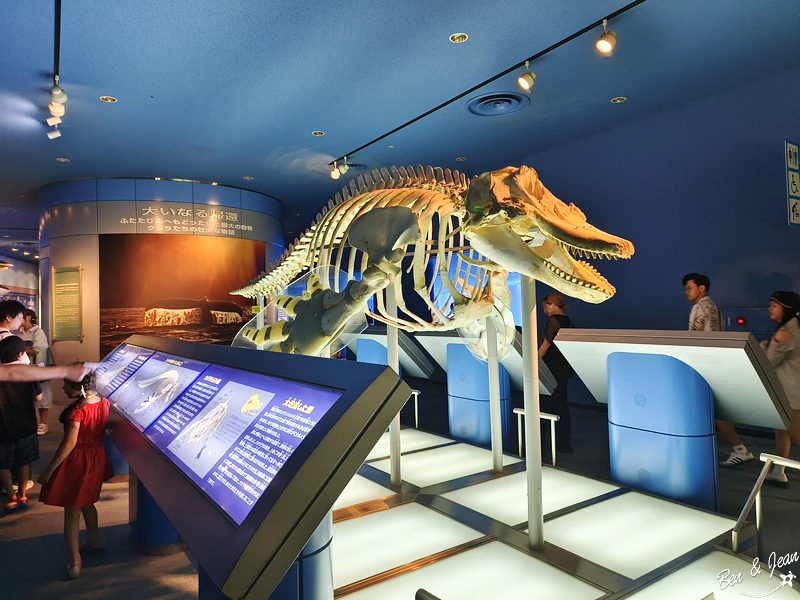 名古屋水族館必看！虎鯨海豚小白鯨表演秀，一日暢遊海洋博物館。