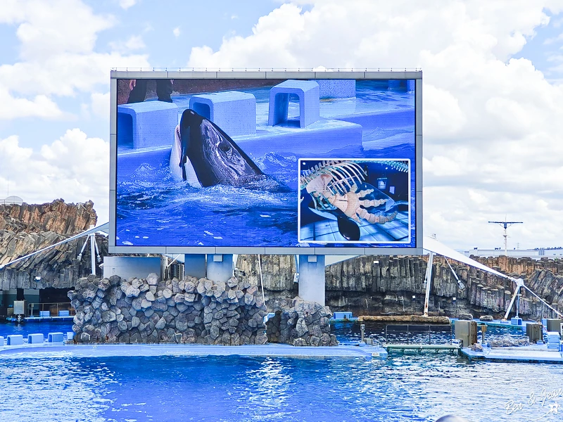 名古屋水族館必看！虎鯨海豚小白鯨表演秀，一日暢遊海洋博物館。