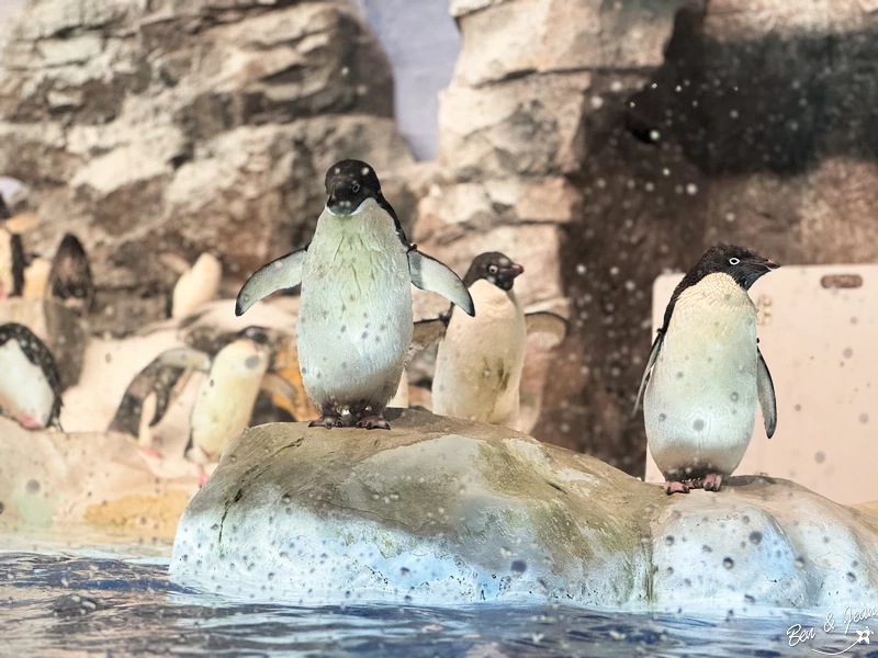 名古屋水族館必看！虎鯨海豚小白鯨表演秀，一日暢遊海洋博物館。