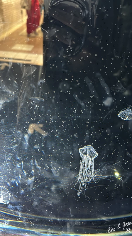 名古屋水族館必看！虎鯨海豚小白鯨表演秀，一日暢遊海洋博物館。