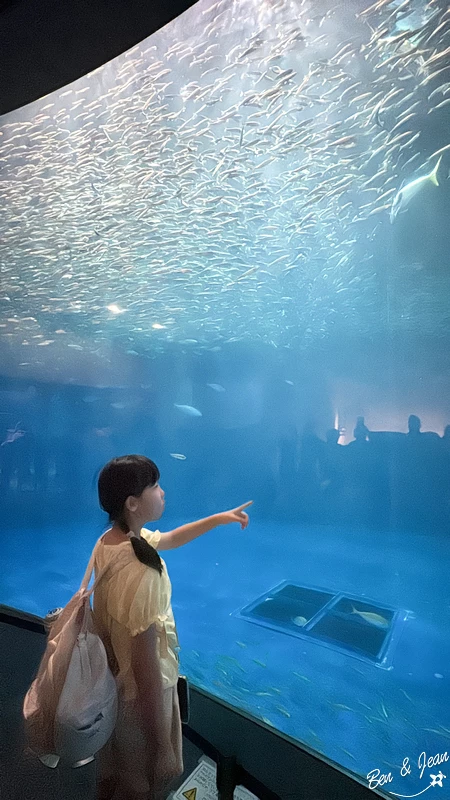 名古屋水族館必看！虎鯨海豚小白鯨表演秀，一日暢遊海洋博物館。