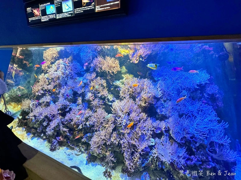 名古屋水族館必看！虎鯨海豚小白鯨表演秀，一日暢遊海洋博物館。
