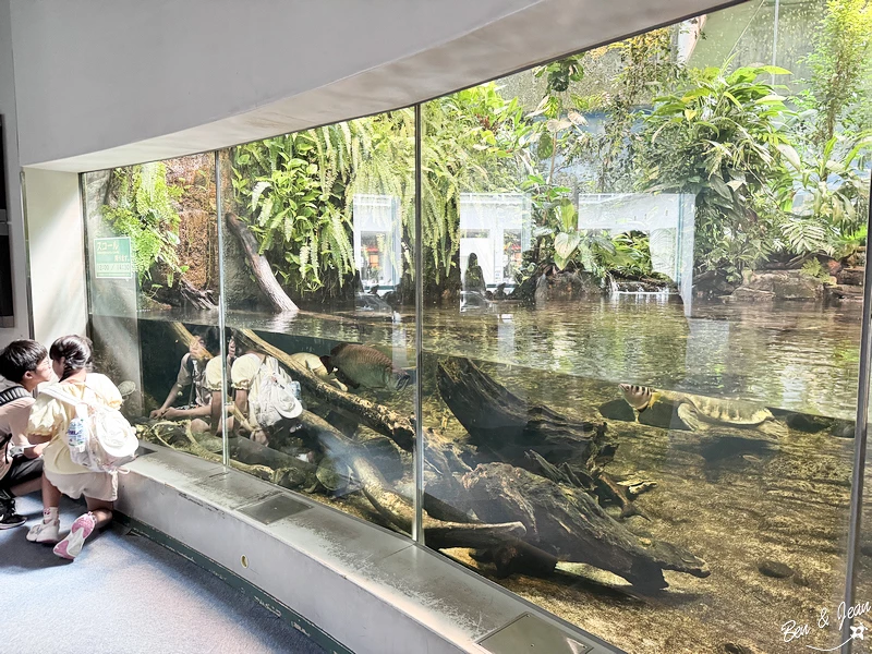名古屋水族館必看！虎鯨海豚小白鯨表演秀，一日暢遊海洋博物館。