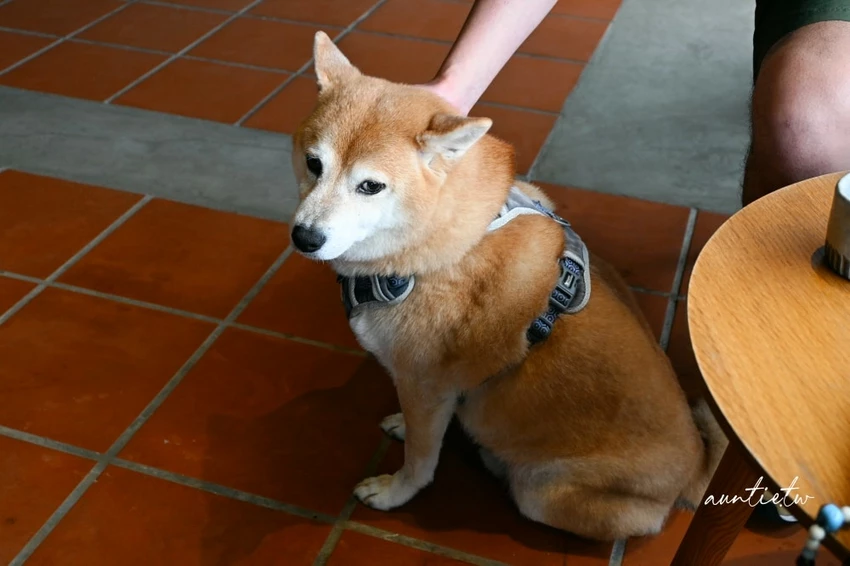富基漁港附近特色咖啡廳！鵵 Rabbird預約制手沖咖啡，必點酸溜溜檸檬塔。
