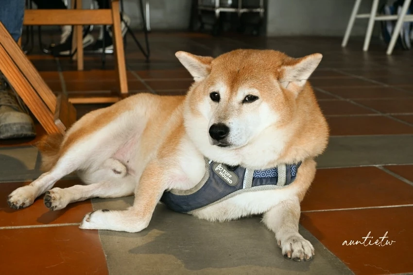 富基漁港附近特色咖啡廳！鵵 Rabbird預約制手沖咖啡，必點酸溜溜檸檬塔。