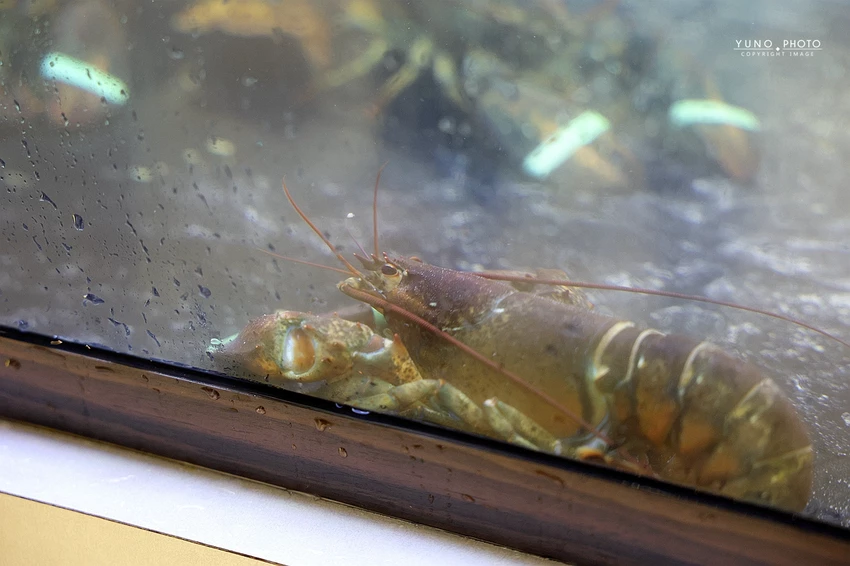 新竹無菜單鐵板燒界王者!龍蝦三吃鮑魚赤海膽,高CP值奢華海陸饗宴。