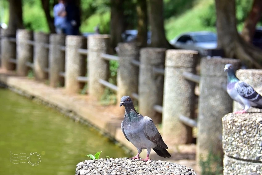 體育大學:志清湖