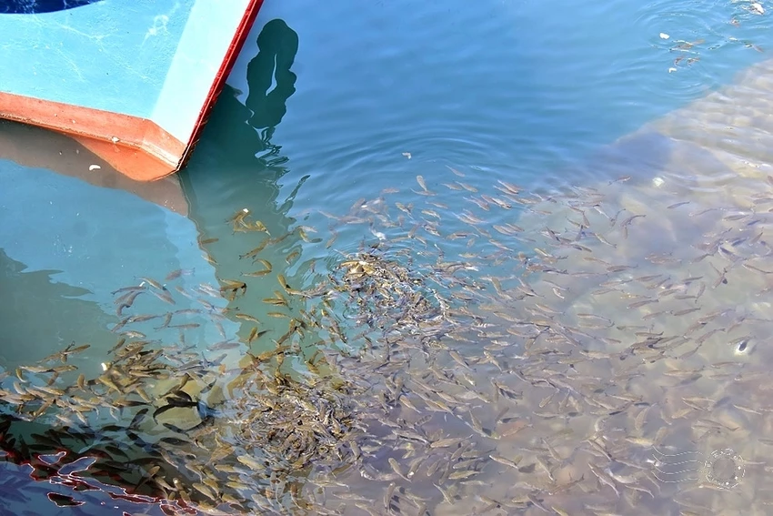 基隆必訪！天聖525希臘風海鮮酒食，阿根納造船廠的工業遺跡浪漫。