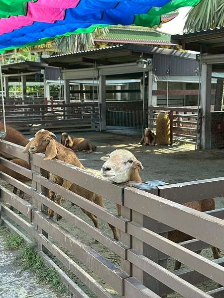 嘉義民雄親子旅遊景點!三隻小豬觀光農場,3000坪迷你動物園可玩一整天。