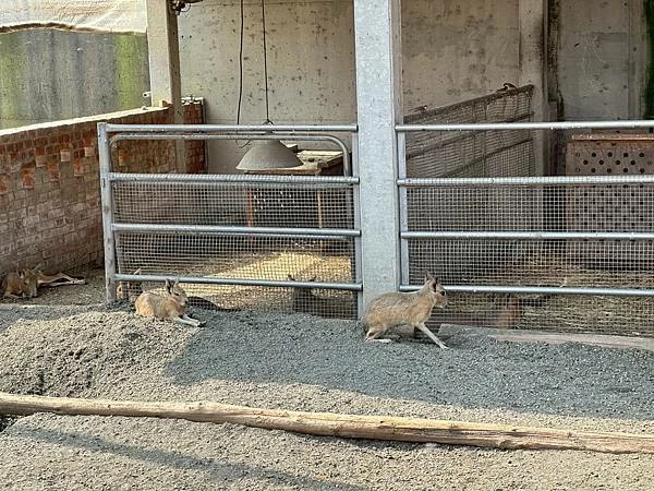 嘉義民雄親子旅遊景點!三隻小豬觀光農場,3000坪迷你動物園可玩一整天。