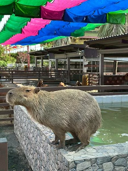 嘉義民雄親子旅遊景點!三隻小豬觀光農場,3000坪迷你動物園可玩一整天。