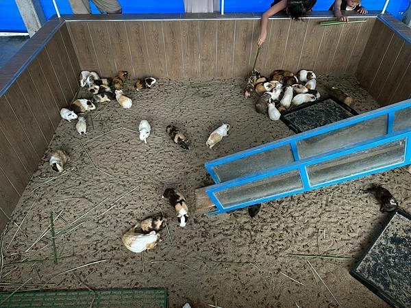 嘉義民雄親子旅遊景點!三隻小豬觀光農場,3000坪迷你動物園可玩一整天。