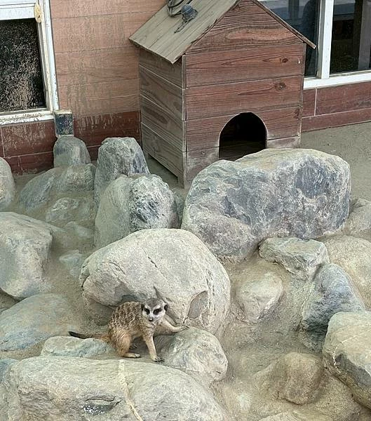 嘉義民雄親子旅遊景點!三隻小豬觀光農場,3000坪迷你動物園可玩一整天。