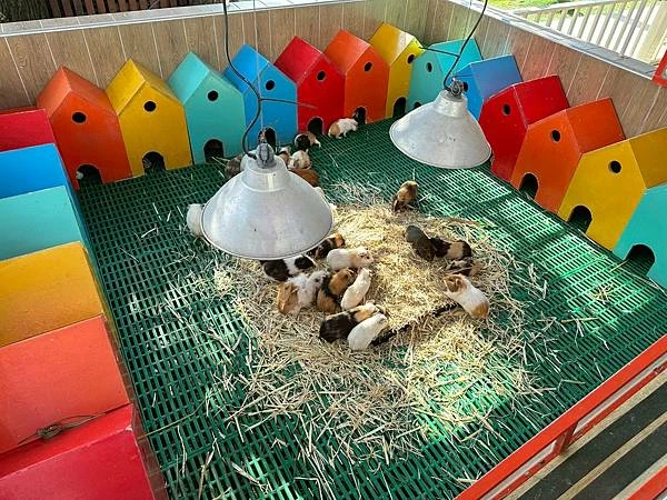 嘉義民雄親子旅遊景點!三隻小豬觀光農場,3000坪迷你動物園可玩一整天。