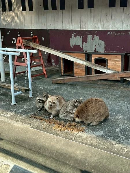 嘉義民雄親子旅遊景點!三隻小豬觀光農場,3000坪迷你動物園可玩一整天。