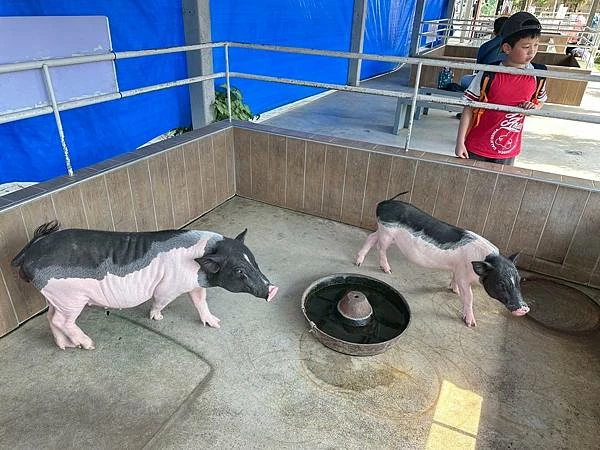 嘉義民雄親子旅遊景點!三隻小豬觀光農場,3000坪迷你動物園可玩一整天。