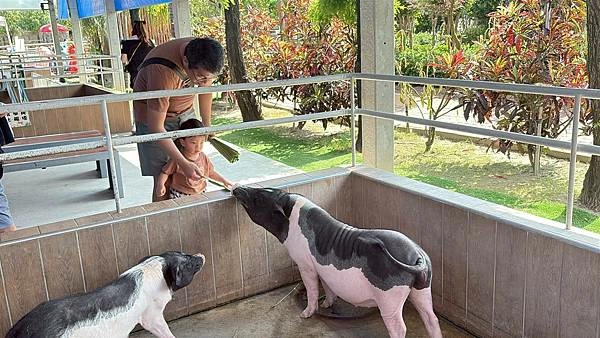 嘉義民雄親子旅遊景點!三隻小豬觀光農場,3000坪迷你動物園可玩一整天。