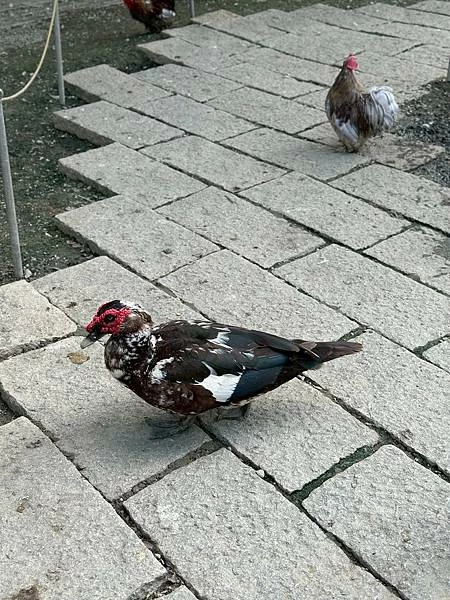 嘉義民雄親子旅遊景點!三隻小豬觀光農場,3000坪迷你動物園可玩一整天。