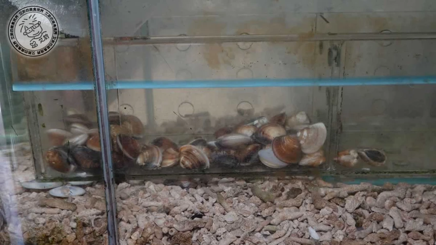 老字號懷石日本料理的極致!鹽烤寶石魚與車蝦明太子,信義區的美味秘境。