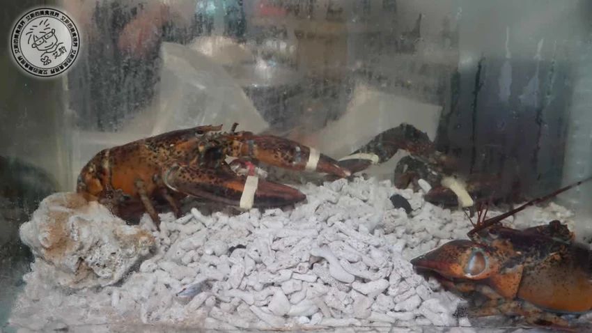 老字號懷石日本料理的極致!鹽烤寶石魚與車蝦明太子,信義區的美味秘境。