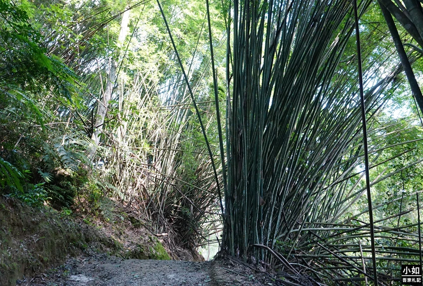桃園親子步道推薦！高遶溪古圳步道一次看三座吊橋，天空吊橋賞翠綠湖景。