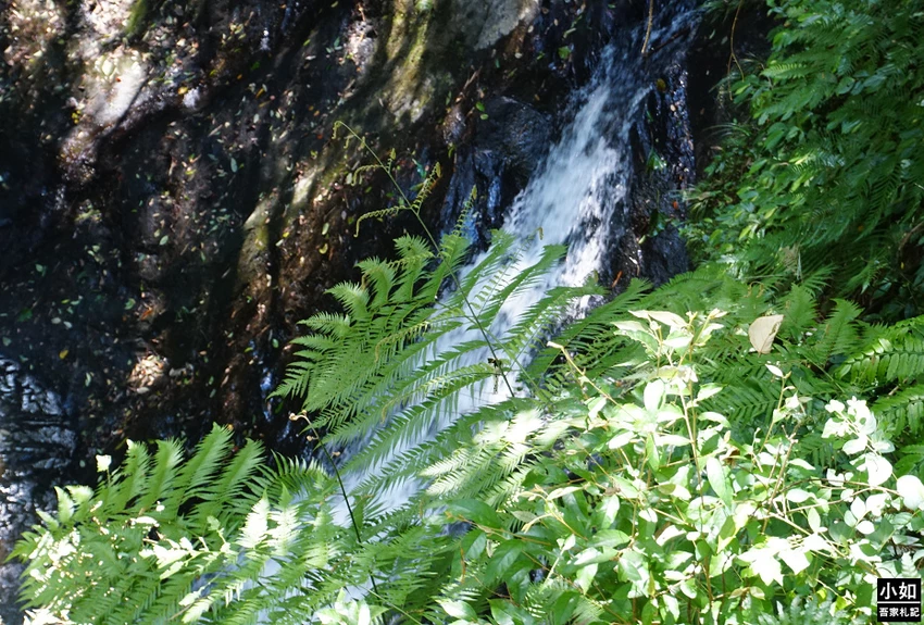 桃園親子步道推薦！高遶溪古圳步道一次看三座吊橋，天空吊橋賞翠綠湖景。