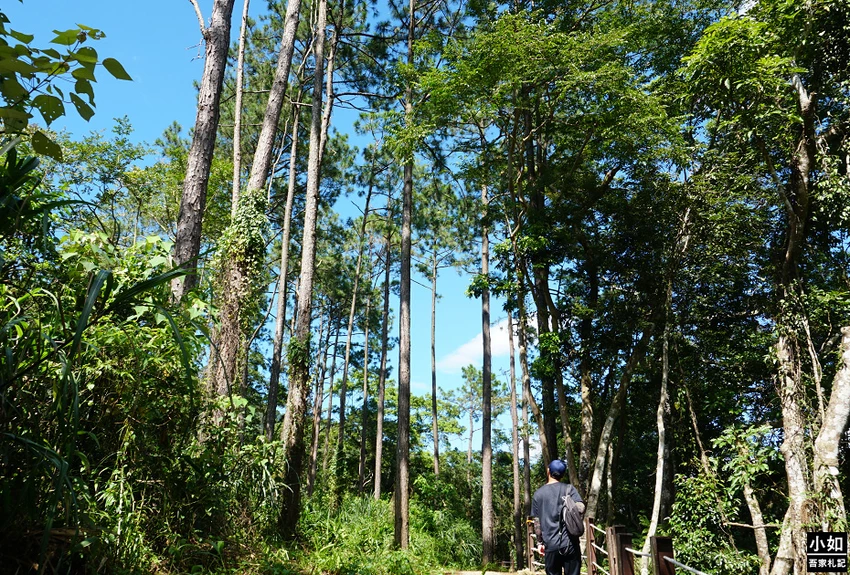 桃園親子步道推薦！高遶溪古圳步道一次看三座吊橋，天空吊橋賞翠綠湖景。