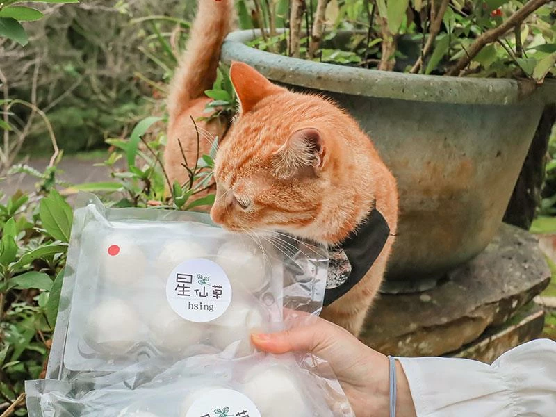 仙山旁星仙草!2年以上老仙草乾熬製8小時,冬日必吃手工大湯圓。