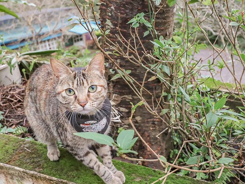 仙山旁星仙草!2年以上老仙草乾熬製8小時,冬日必吃手工大湯圓。