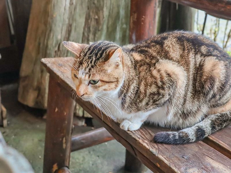 仙山旁星仙草!2年以上老仙草乾熬製8小時,冬日必吃手工大湯圓。