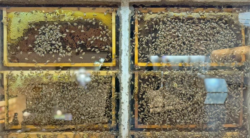 雲林景點/蜜蜂故事館、古坑綠色隧道，假日市集吃吃喝喝的好去處！