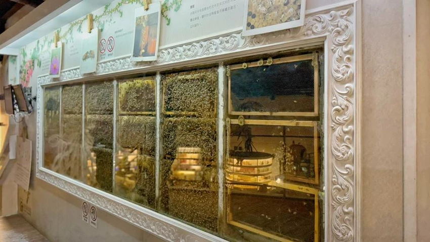 雲林景點/蜜蜂故事館、古坑綠色隧道，假日市集吃吃喝喝的好去處！