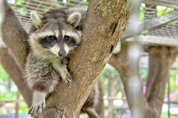 雲林景點/蜜蜂故事館、古坑綠色隧道，假日市集吃吃喝喝的好去處！