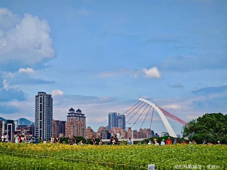 台北市中山區【2025台北賞花 樂遊趣】大佳河濱公園 向日葵花海金黃燦爛 紫色波斯菊花粉浪漫 自行車道自由行 親子共融遊戲區 愛就跟我一起快樂Go !