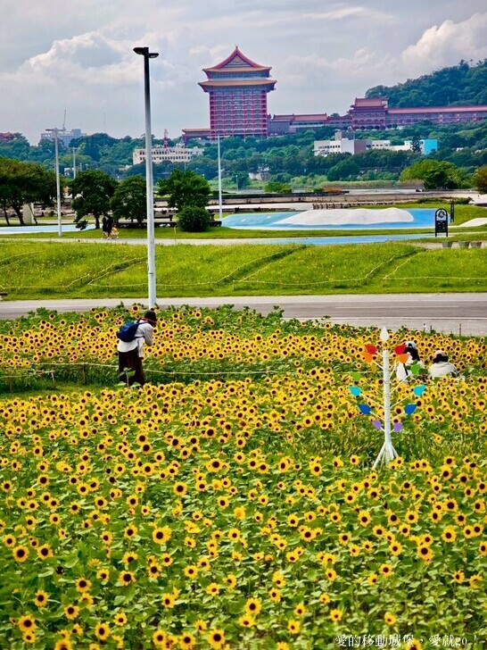 台北市中山區【2025台北賞花 樂遊趣】大佳河濱公園 向日葵花海金黃燦爛 紫色波斯菊花粉浪漫 自行車道自由行 親子共融遊戲區 愛就跟我一起快樂Go !