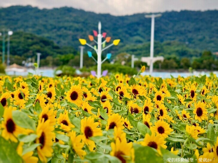 台北市中山區【2025台北賞花 樂遊趣】大佳河濱公園 向日葵花海金黃燦爛 紫色波斯菊花粉浪漫 自行車道自由行 親子共融遊戲區 愛就跟我一起快樂Go !