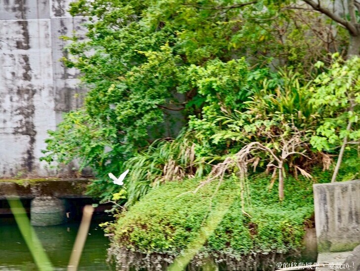 台北市中山區【2025台北賞花 樂遊趣】大佳河濱公園 向日葵花海金黃燦爛 紫色波斯菊花粉浪漫 自行車道自由行 親子共融遊戲區 愛就跟我一起快樂Go !