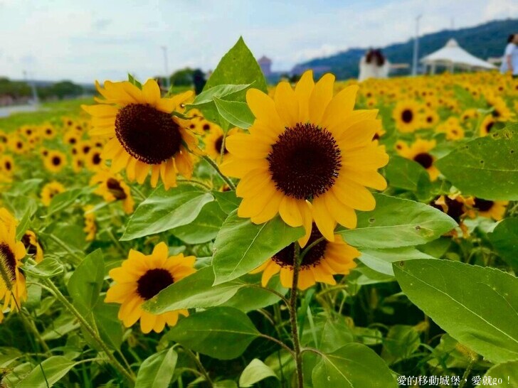 台北市中山區【2025台北賞花 樂遊趣】大佳河濱公園 向日葵花海金黃燦爛 紫色波斯菊花粉浪漫 自行車道自由行 親子共融遊戲區 愛就跟我一起快樂Go !