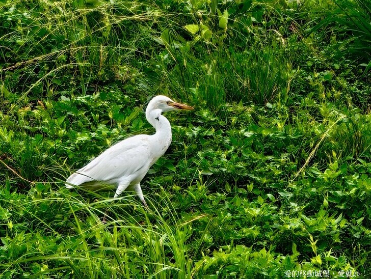 台北市中山區【2025台北賞花 樂遊趣】大佳河濱公園 向日葵花海金黃燦爛 紫色波斯菊花粉浪漫 自行車道自由行 親子共融遊戲區 愛就跟我一起快樂Go !