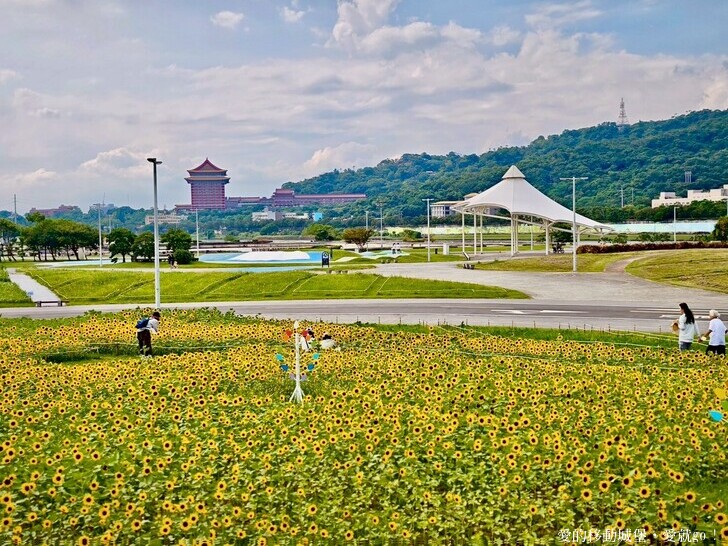 台北市中山區【2025台北賞花 樂遊趣】大佳河濱公園 向日葵花海金黃燦爛 紫色波斯菊花粉浪漫 自行車道自由行 親子共融遊戲區 愛就跟我一起快樂Go !
