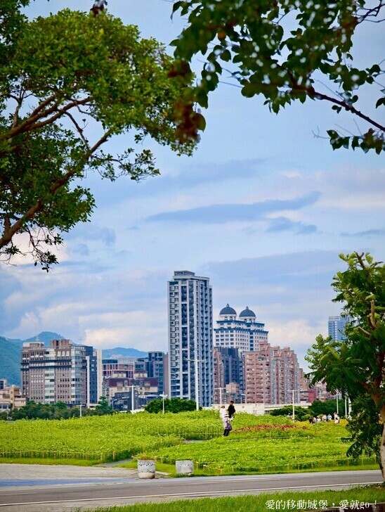 台北市中山區【2025台北賞花 樂遊趣】大佳河濱公園 向日葵花海金黃燦爛 紫色波斯菊花粉浪漫 自行車道自由行 親子共融遊戲區 愛就跟我一起快樂Go !