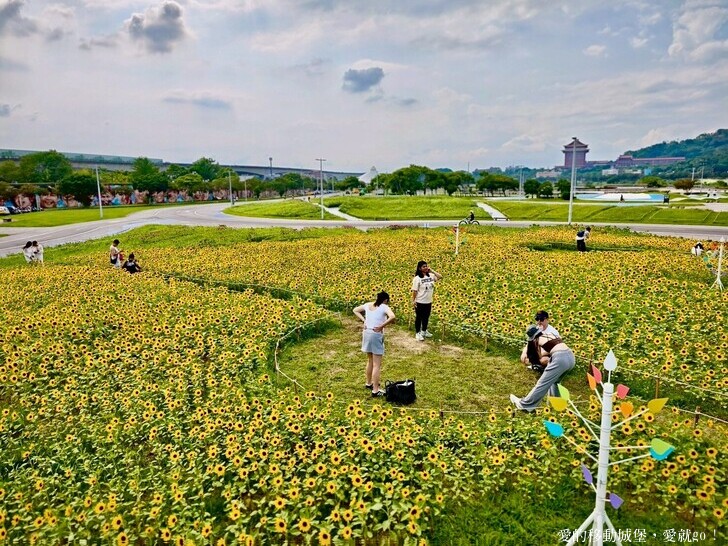 台北市中山區【2025台北賞花 樂遊趣】大佳河濱公園 向日葵花海金黃燦爛 紫色波斯菊花粉浪漫 自行車道自由行 親子共融遊戲區 愛就跟我一起快樂Go !