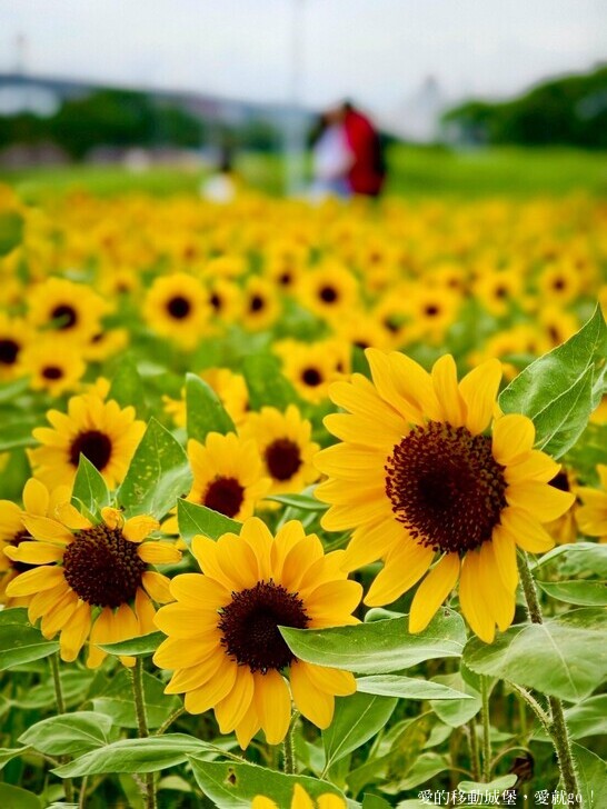 台北市中山區【2025台北賞花 樂遊趣】大佳河濱公園 向日葵花海金黃燦爛 紫色波斯菊花粉浪漫 自行車道自由行 親子共融遊戲區 愛就跟我一起快樂Go !