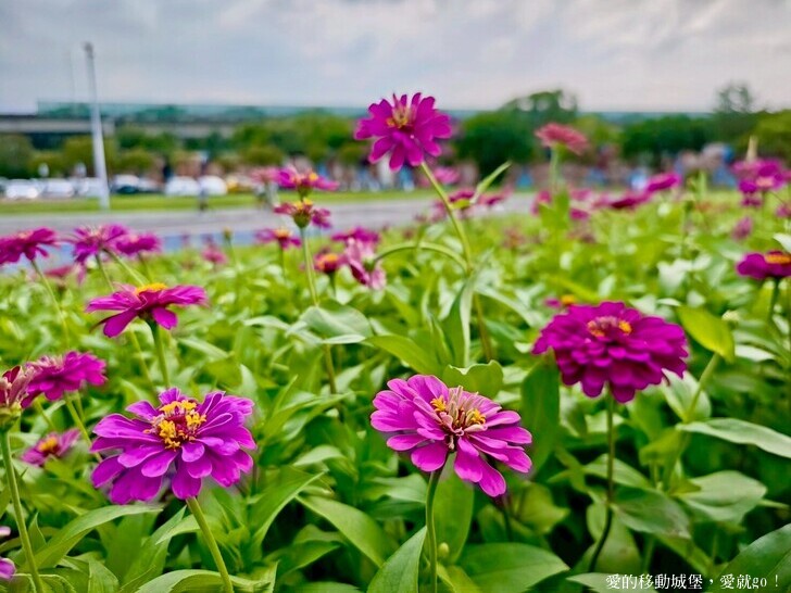台北市中山區【2025台北賞花 樂遊趣】大佳河濱公園 向日葵花海金黃燦爛 紫色波斯菊花粉浪漫 自行車道自由行 親子共融遊戲區 愛就跟我一起快樂Go !